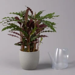 Calathea Rufibarba 'Elger Grass', Topf-Ø 17 Cm, Höhe Ca. 65 Cm 8 Calathea Rufibarba 'Elger Grass', Topf-Ø 17 Cm, Höhe Ca. 65 Cm -Compo Verkäufe 0220160130 Calathea Elgergras 17cm 3