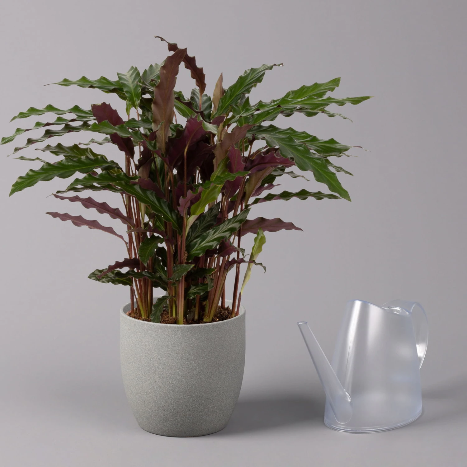 Calathea Rufibarba 'Elger Grass', Topf-Ø 17 Cm, Höhe Ca. 65 Cm 3 Calathea Rufibarba 'Elger Grass', Topf-Ø 17 Cm, Höhe Ca. 65 Cm – Bild 3