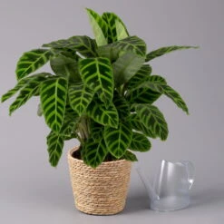 Calathea Zebrina Mit Dekokorb Osaka, Topf-Ø 19 Cm, Höhe Ca. 65 Cm -Compo Verkäufe 0220160140 Calathea zebrina im Dekokorb Osaka 3