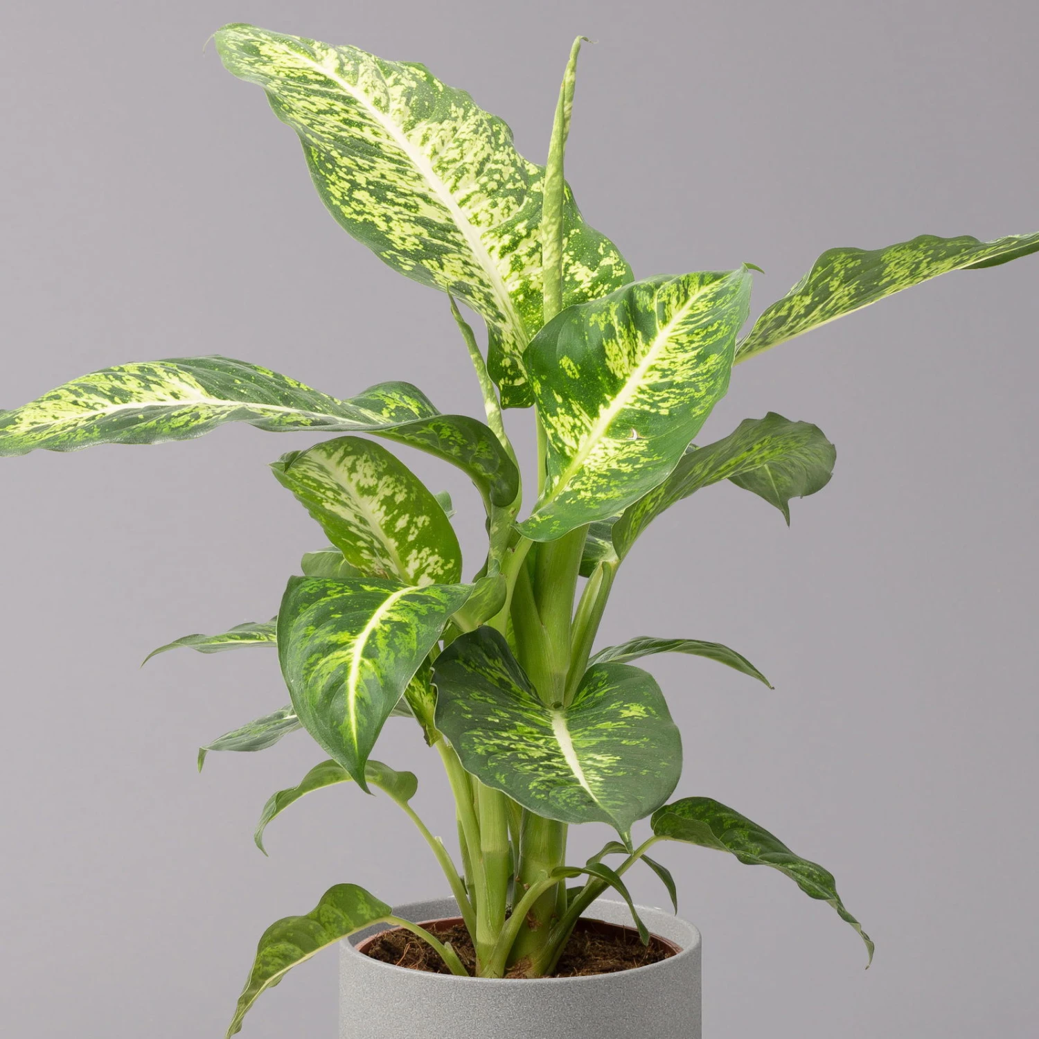 Dieffenbachie 'Mars', Topf-Ø 17cm, Höhe Ca. 50-60 Cm 2 Dieffenbachie 'Mars', Topf-Ø 17cm, Höhe Ca. 50-60 Cm – Bild 2