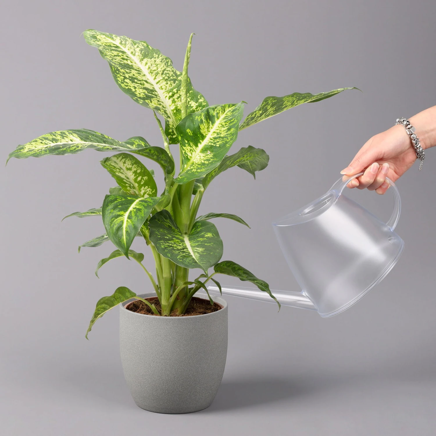 Dieffenbachie 'Mars', Topf-Ø 17cm, Höhe Ca. 50-60 Cm 3 Dieffenbachie 'Mars', Topf-Ø 17cm, Höhe Ca. 50-60 Cm – Bild 3