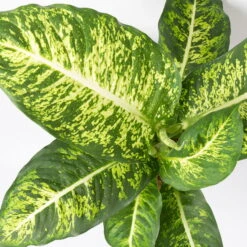 Dieffenbachie 'Mars', Topf-Ø 17cm, Höhe Ca. 50-60 Cm 9 Dieffenbachie 'Mars', Topf-Ø 17cm, Höhe Ca. 50-60 Cm -Compo Verkäufe 0220170044 Dieffenbachia Mars 17 cm 4