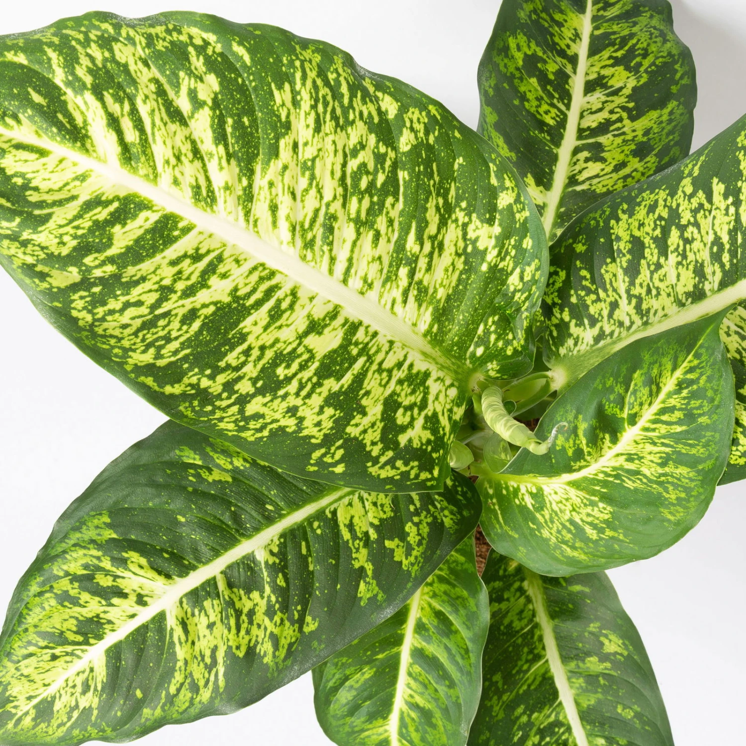 Dieffenbachie 'Mars', Topf-Ø 17cm, Höhe Ca. 50-60 Cm 4 Dieffenbachie 'Mars', Topf-Ø 17cm, Höhe Ca. 50-60 Cm – Bild 4