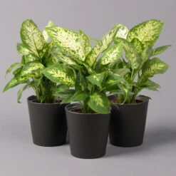 Dieffenbachie 'Compacta' Mit Keramiktopf Dallas Anthrazit, Topf-Ø12cm, 3er-Set