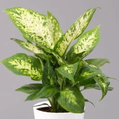 Dieffenbachie 'Compacta' Mit Keramiktopf Dallas Weiß, Topf-Ø12cm, 3er-Set -Compo Verkäufe 0220170084 Dieffenbachia Compacta mit Topf Dallas weiss 2