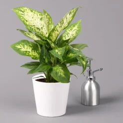 Dieffenbachie 'Compacta' Mit Keramiktopf Dallas Weiß, Topf-Ø12cm, 3er-Set -Compo Verkäufe 0220170084 Dieffenbachia Compacta mit Topf Dallas weiss 3