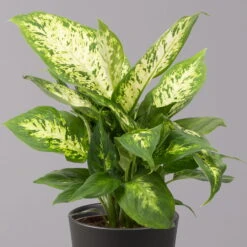 Dieffenbachie 'Compacta' Mit Keramiktopf Dallas Anthrazit, Topf-Ø12cm, 3er-Set -Compo Verkäufe 0220170085 Dieffenbachia Compacta mit Topf Dallas anthrazit 2