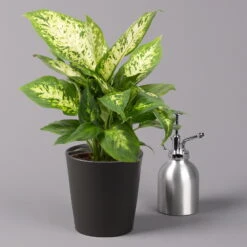 Dieffenbachie 'Compacta' Mit Keramiktopf Dallas Anthrazit, Topf-Ø12cm, 3er-Set -Compo Verkäufe 0220170085 Dieffenbachia Compacta mit Topf Dallas anthrazit 3