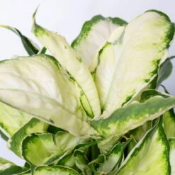 Dieffenbachie 'Cool Beauty' Mit Keramiktopf Dallas Weiß,Topf-Ø12cm,Höhe Ca.25 Cm 10 Dieffenbachie 'Cool Beauty' Mit Keramiktopf Dallas Weiß,Topf-Ø12cm,Höhe Ca.25 Cm -Compo Verkäufe 0220170090 Dieffenbachia Cool Beauty Dallas weiss 42