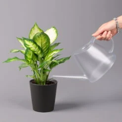 Dieffenbachie 'Camilla' Mit Keramiktopf Dallas Anthrazit,Topf-Ø12cm,Höhe Ca.25cm -Compo Verkäufe 0220170097 Dieffenbachia Camilla Dallas anthrazit 32