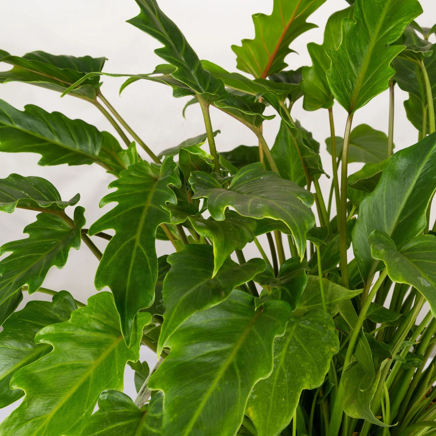 Philodendron Xanadu Im Korb Gaby Natur, Topf-Ø 21 Cm, Höhe Ca. 30-50 Cm 2 Philodendron Xanadu Im Korb Gaby Natur, Topf-Ø 21 Cm, Höhe Ca. 30-50 Cm – Bild 2