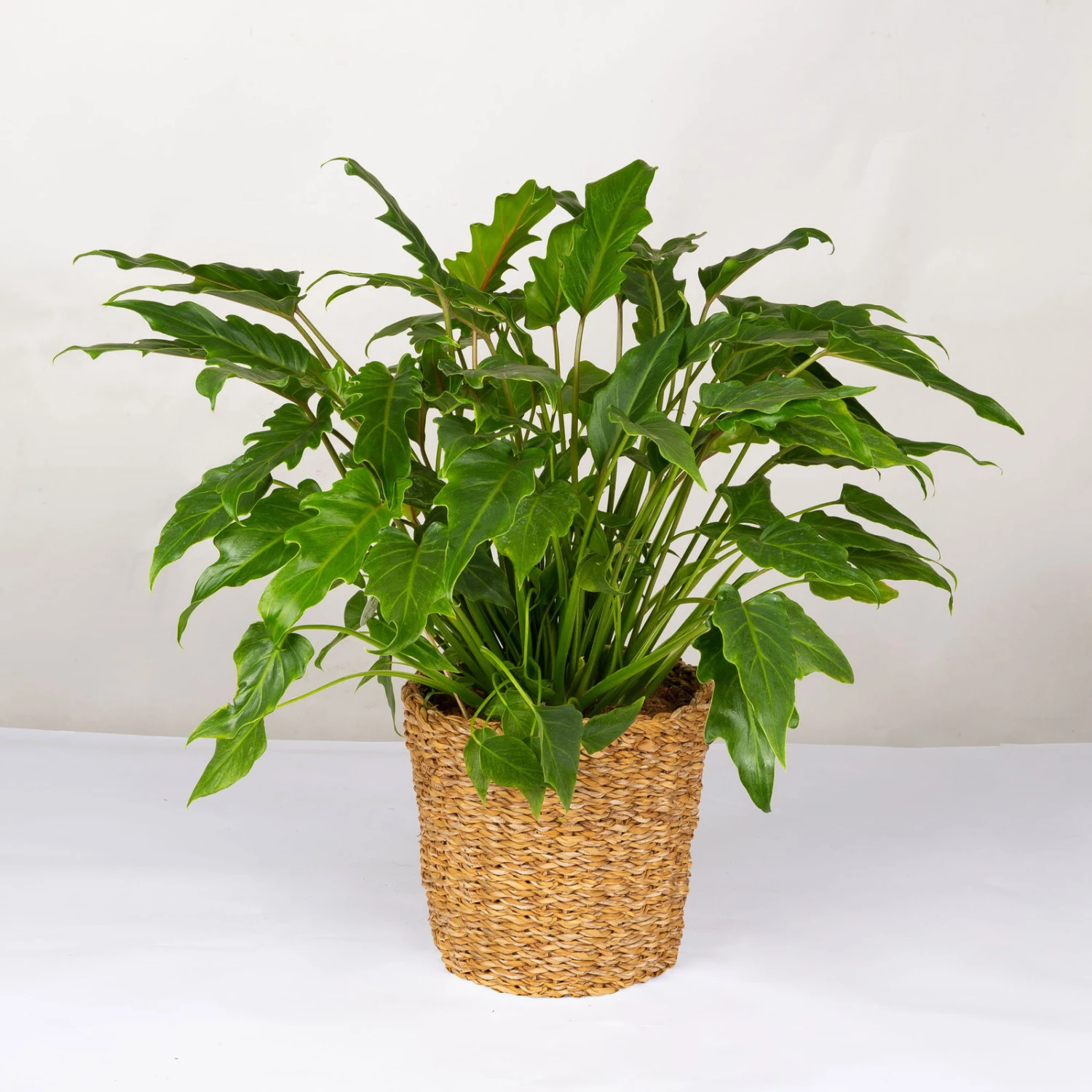 Philodendron Xanadu Im Korb Gaby Natur, Topf-Ø 21 Cm, Höhe Ca. 30-50 Cm 1 Philodendron Xanadu Im Korb Gaby Natur, Topf-Ø 21 Cm, Höhe Ca. 30-50 Cm