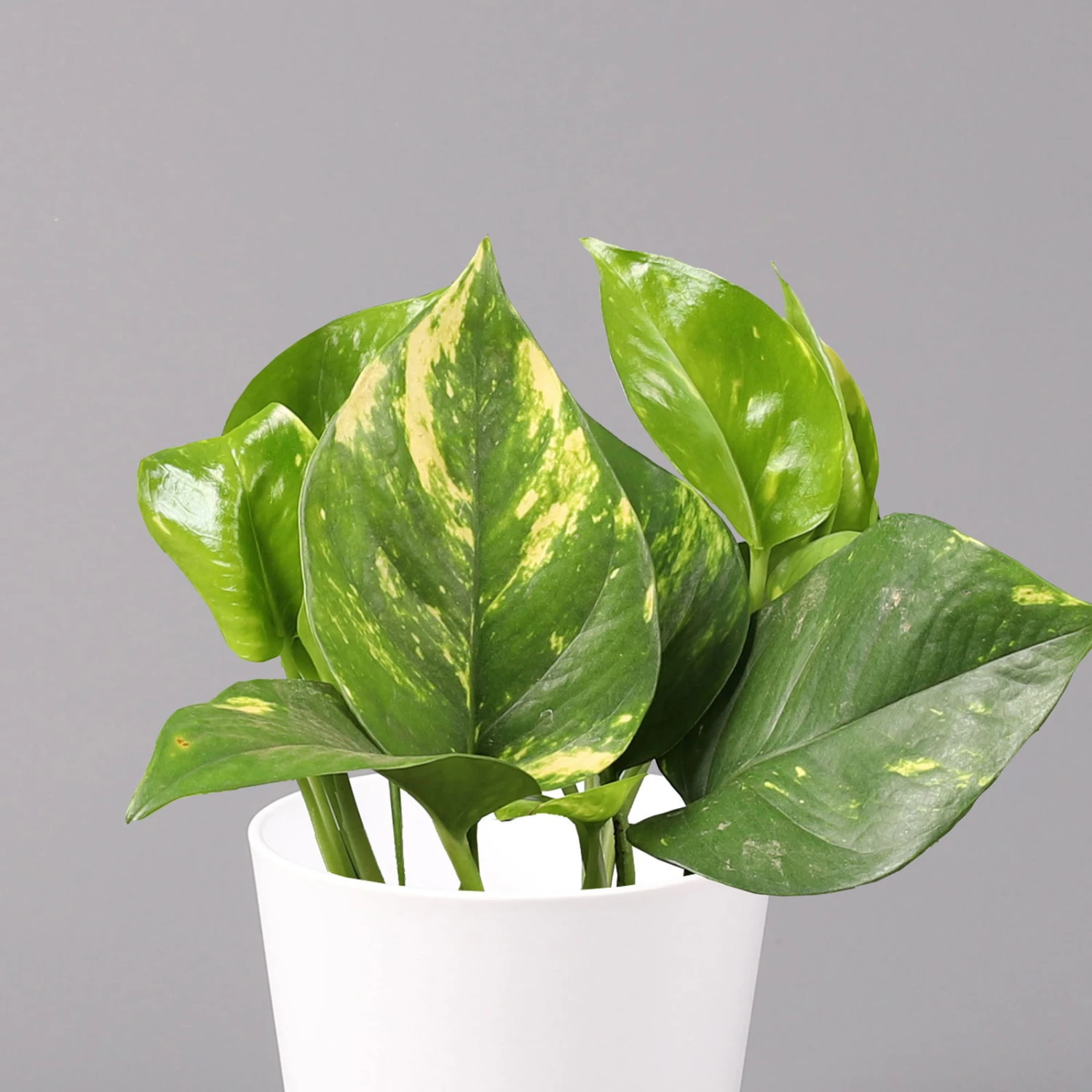 Efeutute Mit Keramiktopf Dallas Weiß, Topf-Ø 12 Cm, Höhe Ca. 15 Cm 2 Efeutute Mit Keramiktopf Dallas Weiß, Topf-Ø 12 Cm, Höhe Ca. 15 Cm – Bild 2