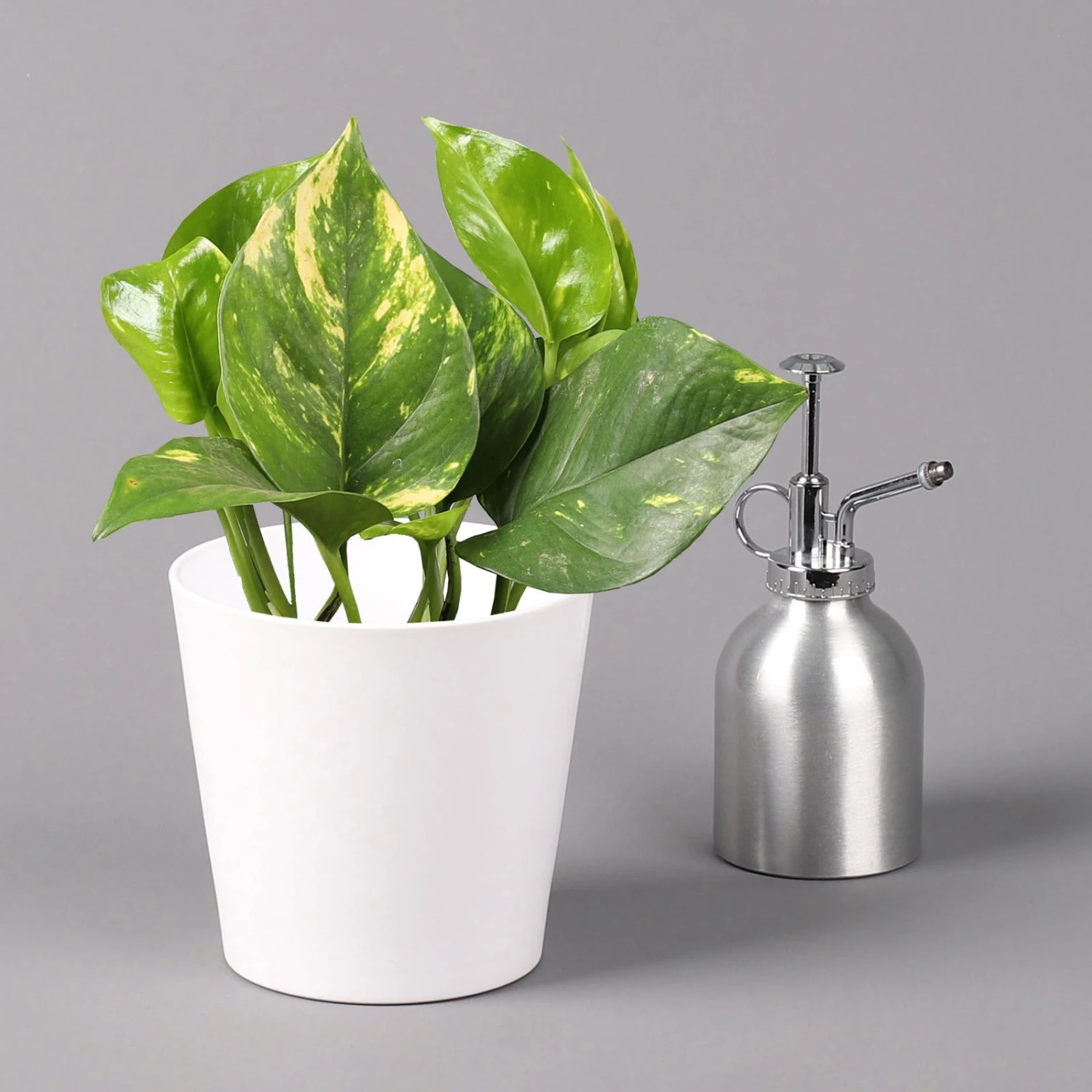 Efeutute Mit Keramiktopf Dallas Weiß, Topf-Ø 12 Cm, Höhe Ca. 15 Cm 3 Efeutute Mit Keramiktopf Dallas Weiß, Topf-Ø 12 Cm, Höhe Ca. 15 Cm – Bild 3