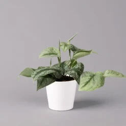 Scindapsus Pictus 'Trebie' In Keramiktopf Dallas Weiß, Topf-Ø 12 Cm