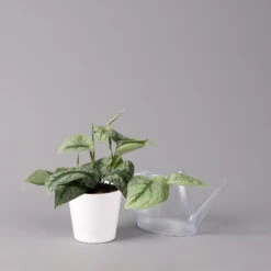 Scindapsus Pictus 'Trebie' In Keramiktopf Dallas Weiß, Topf-Ø 12 Cm -Compo Verkäufe 0220180202 Scindapsus pictus Trebie mit Dallas weiss 12cm WS 3