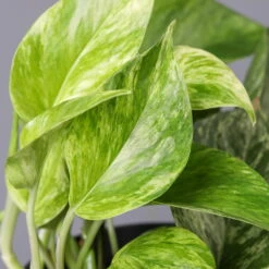 Efeutute 'Marble Queen' Inkl. Übertopf Vibes Blau, Topf-Ø 12 Cm, Höhe Ca. 15 Cm -Compo Verkäufe 0220180206 Epipr Marble Queen Topf Dallas anthrazit 43