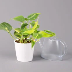 Philodendron 'Brasil' In Keramiktopf Dallas Weiß, Topf-Ø 12 Cm, 2er-Set 12 Philodendron 'Brasil' In Keramiktopf Dallas Weiß, Topf-Ø 12 Cm, 2er-Set -Compo Verkäufe 0220180292 Philo scandens Brasil in Dallas weiss 12cm 2er Set 4 114660