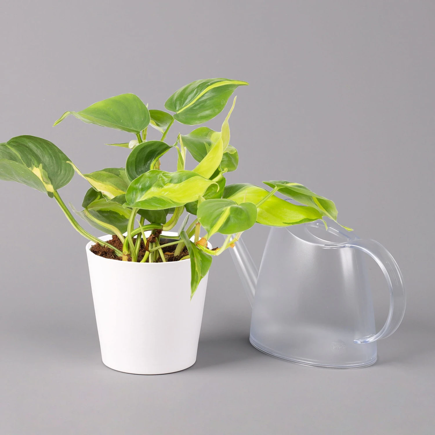 Philodendron 'Brasil' In Keramiktopf Dallas Weiß, Topf-Ø 12 Cm, 2er-Set 4 Philodendron 'Brasil' In Keramiktopf Dallas Weiß, Topf-Ø 12 Cm, 2er-Set – Bild 4