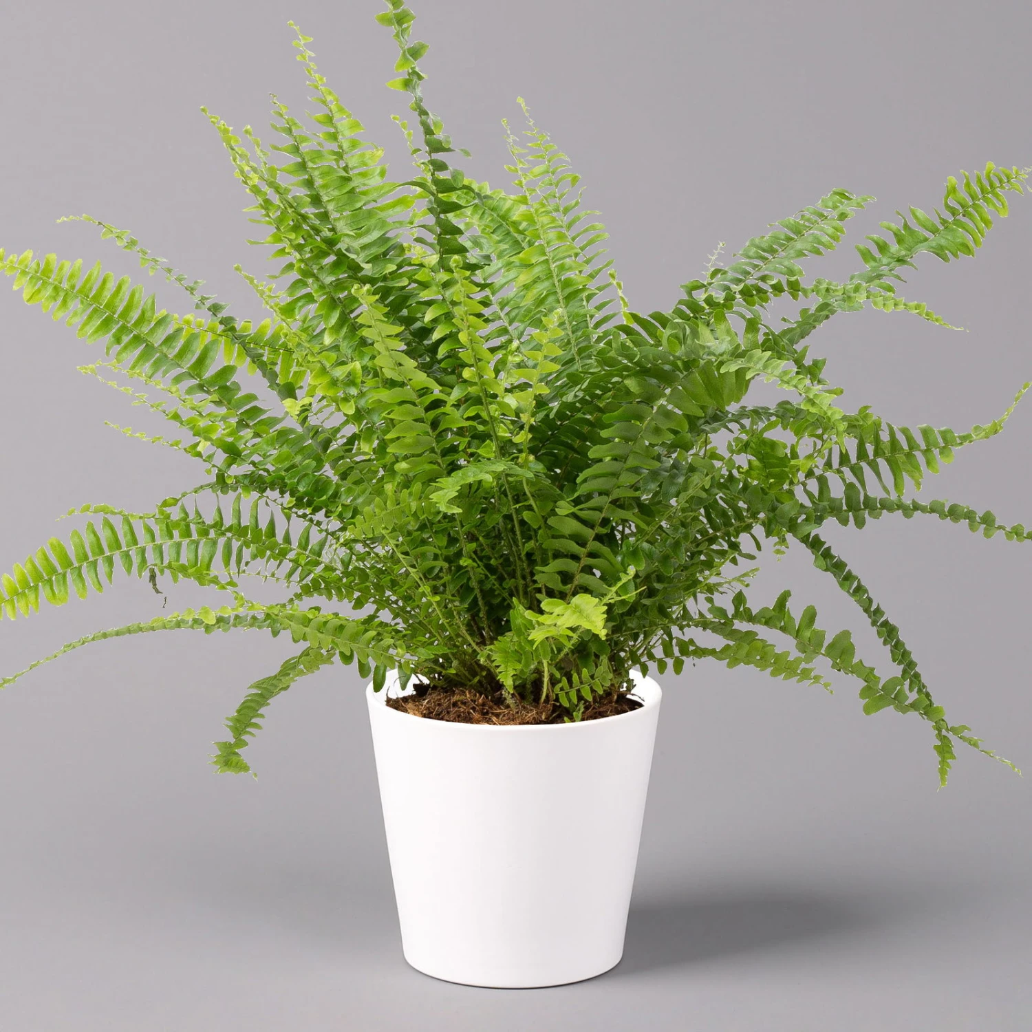 Schwertfarn 'Green Lady' In Keramiktopf Weiß, Topf-Ø12cm, Höhe Ca 35 Cm, 3er-Set 2 Schwertfarn 'Green Lady' In Keramiktopf Weiß, Topf-Ø12cm, Höhe Ca 35 Cm, 3er-Set – Bild 2