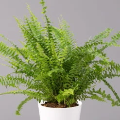 Schwertfarn 'Green Lady' In Keramiktopf Weiß, Topf-Ø12cm, Höhe Ca 35 Cm, 3er-Set 10 Schwertfarn 'Green Lady' In Keramiktopf Weiß, Topf-Ø12cm, Höhe Ca 35 Cm, 3er-Set -Compo Verkäufe 0220190124 Nephrolep Green Lady Dallas weiss 2
