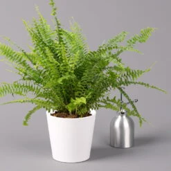 Schwertfarn 'Green Lady' In Keramiktopf Weiß, Topf-Ø12cm, Höhe Ca 35 Cm, 3er-Set 11 Schwertfarn 'Green Lady' In Keramiktopf Weiß, Topf-Ø12cm, Höhe Ca 35 Cm, 3er-Set -Compo Verkäufe 0220190124 Nephrolep Green Lady Dallas weiss 3
