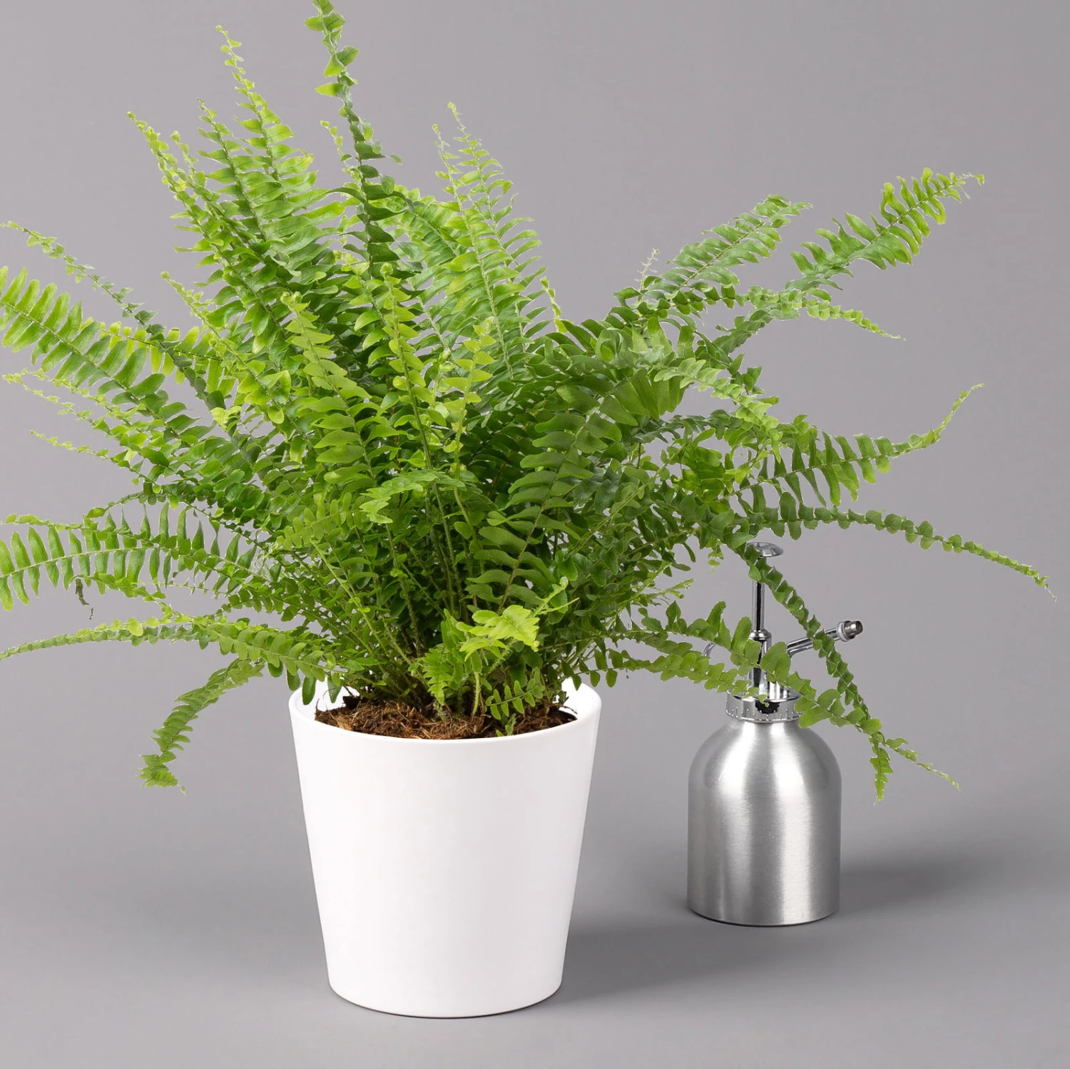 Schwertfarn 'Green Lady' In Keramiktopf Weiß, Topf-Ø12cm, Höhe Ca 35 Cm, 3er-Set 4 Schwertfarn 'Green Lady' In Keramiktopf Weiß, Topf-Ø12cm, Höhe Ca 35 Cm, 3er-Set – Bild 4