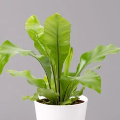 Nestfarn, Mit Keramiktopf Dallas Weiß, Topf-Ø12cm, Höhe Ca. 35 Cm, 3er-Set -Compo Verkäufe 0220190132 Asplenium nidus Dallas weiss 2