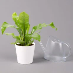 Nestfarn, Mit Keramiktopf Dallas Weiß, Topf-Ø12cm, Höhe Ca. 35 Cm, 3er-Set -Compo Verkäufe 0220190132 Asplenium nidus Dallas weiss 3