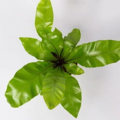 Nestfarn, Mit Keramiktopf Dallas Weiß, Topf-Ø12cm, Höhe Ca. 35 Cm, 3er-Set -Compo Verkäufe 0220190132 Asplenium nidus Dallas weiss 4