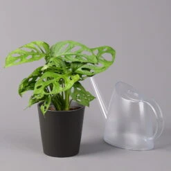 Monstera Adansonii Inkl. Topf Dallas Anthrazit, Topf-Ø 12 Cm, Höhe Ca. 25 Cm -Compo Verkäufe 0220350066 Monstera adan Dallas anthrazit 32