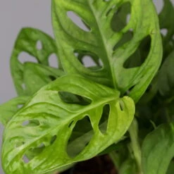 Monstera Adansonii Inkl. Topf Dallas Anthrazit, Topf-Ø 12 Cm, Höhe Ca. 25 Cm -Compo Verkäufe 0220350066 Monstera adan Dallas anthrazit 42