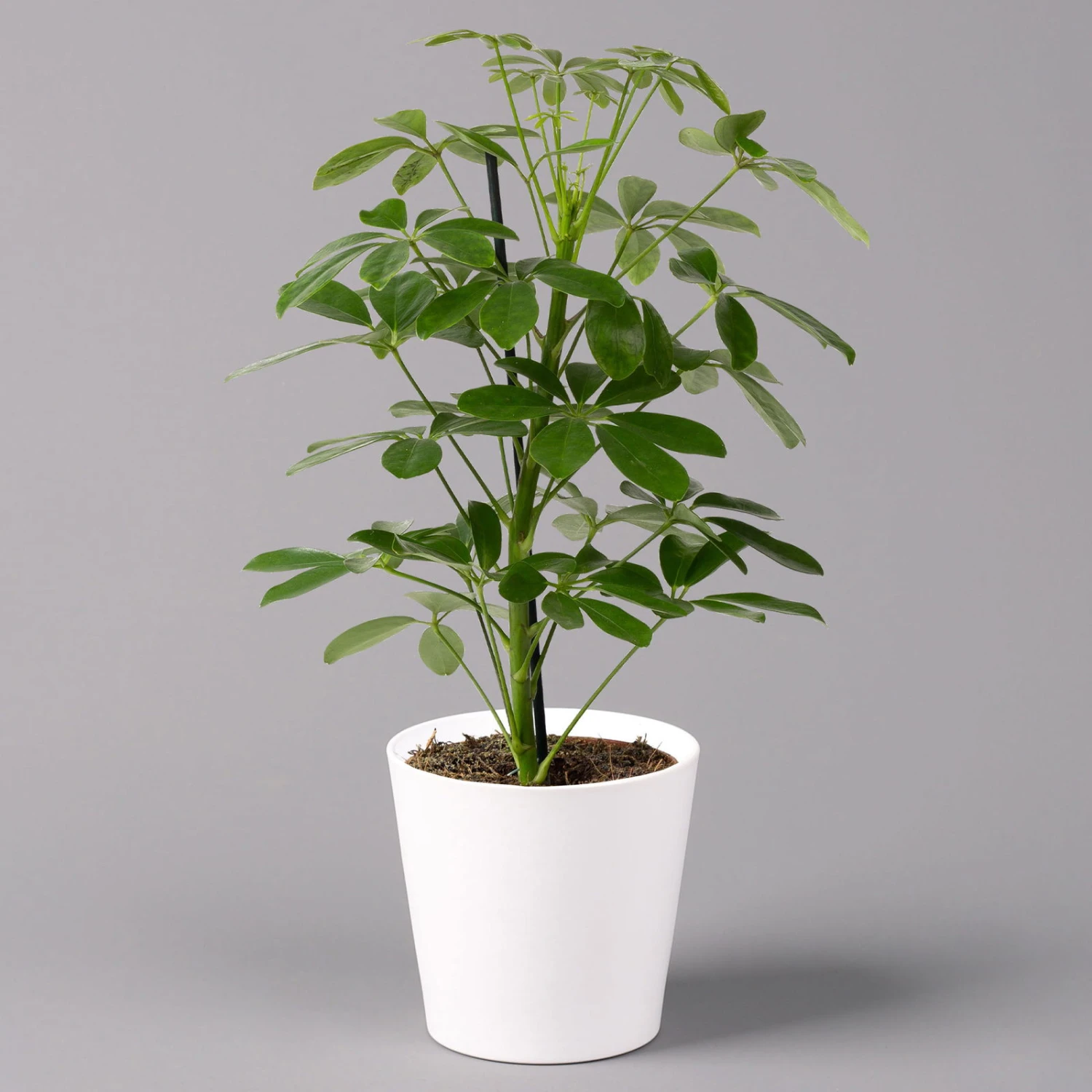 Strahlenaralie 'Nora' Inkl. Übertopf Dallas Weiß, Topf-Ø 13 Cm, 2er-Set 2 Strahlenaralie 'Nora' Inkl. Übertopf Dallas Weiß, Topf-Ø 13 Cm, 2er-Set – Bild 2