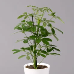 Strahlenaralie 'Nora' Inkl. Übertopf Dallas Weiß, Topf-Ø 13 Cm, 2er-Set 10 Strahlenaralie 'Nora' Inkl. Übertopf Dallas Weiß, Topf-Ø 13 Cm, 2er-Set -Compo Verkäufe 0220550540 Schefflera Nora im Topf Dallas weiss 2