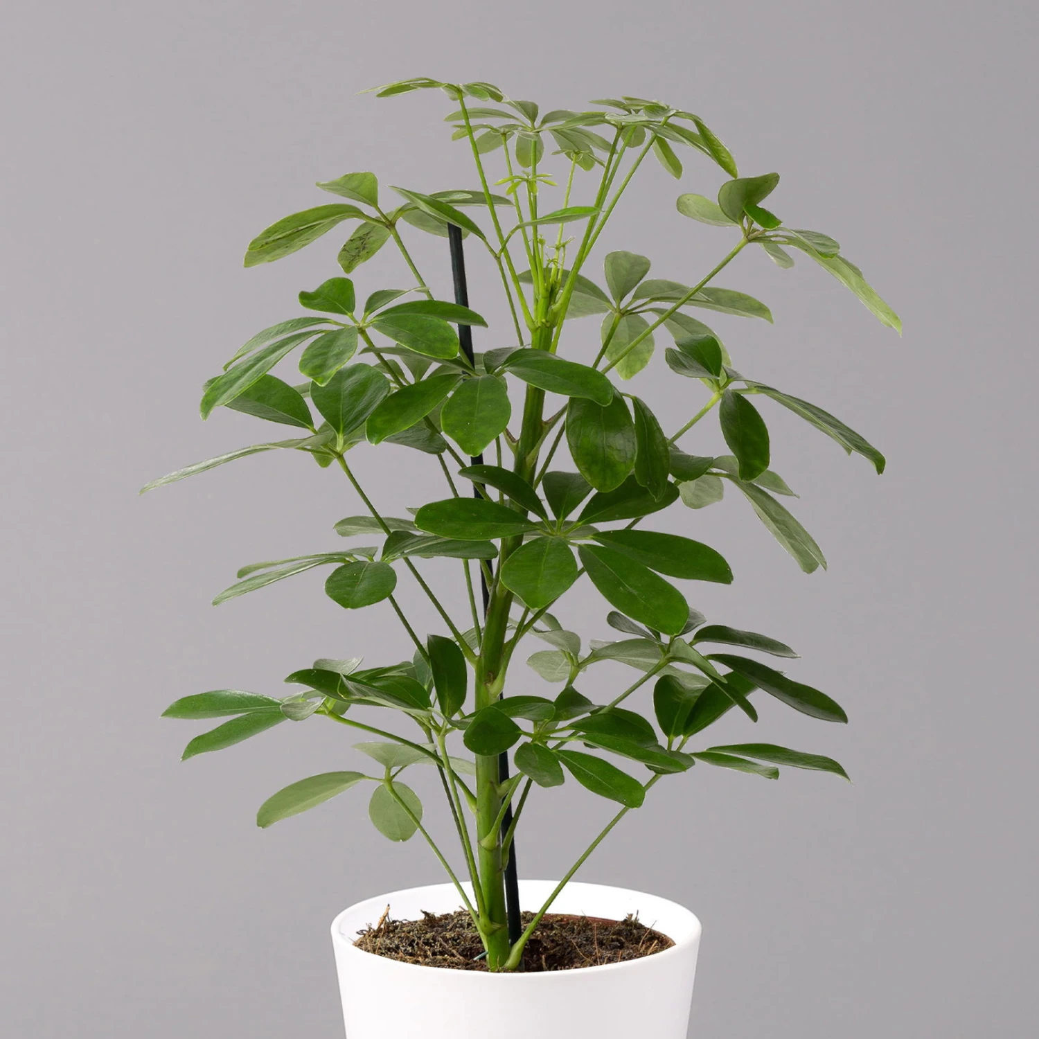 Strahlenaralie 'Nora' Inkl. Übertopf Dallas Weiß, Topf-Ø 13 Cm, 2er-Set 3 Strahlenaralie 'Nora' Inkl. Übertopf Dallas Weiß, Topf-Ø 13 Cm, 2er-Set – Bild 3