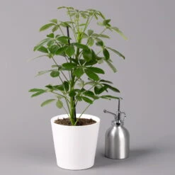 Strahlenaralie 'Nora' Inkl. Übertopf Dallas Weiß, Topf-Ø 13 Cm, 2er-Set 11 Strahlenaralie 'Nora' Inkl. Übertopf Dallas Weiß, Topf-Ø 13 Cm, 2er-Set -Compo Verkäufe 0220550540 Schefflera Nora im Topf Dallas weiss 3