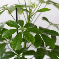 Strahlenaralie 'Nora' Inkl. Übertopf Dallas Weiß, Topf-Ø 13 Cm, 2er-Set 12 Strahlenaralie 'Nora' Inkl. Übertopf Dallas Weiß, Topf-Ø 13 Cm, 2er-Set -Compo Verkäufe 0220550540 Schefflera Nora im Topf Dallas weiss 4