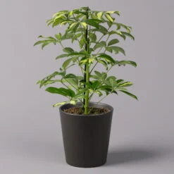 Pflanzen Kölle Shop -Compo Verkäufe 0220550545 Schefflera Gerda im Topf Dallas anthr 1