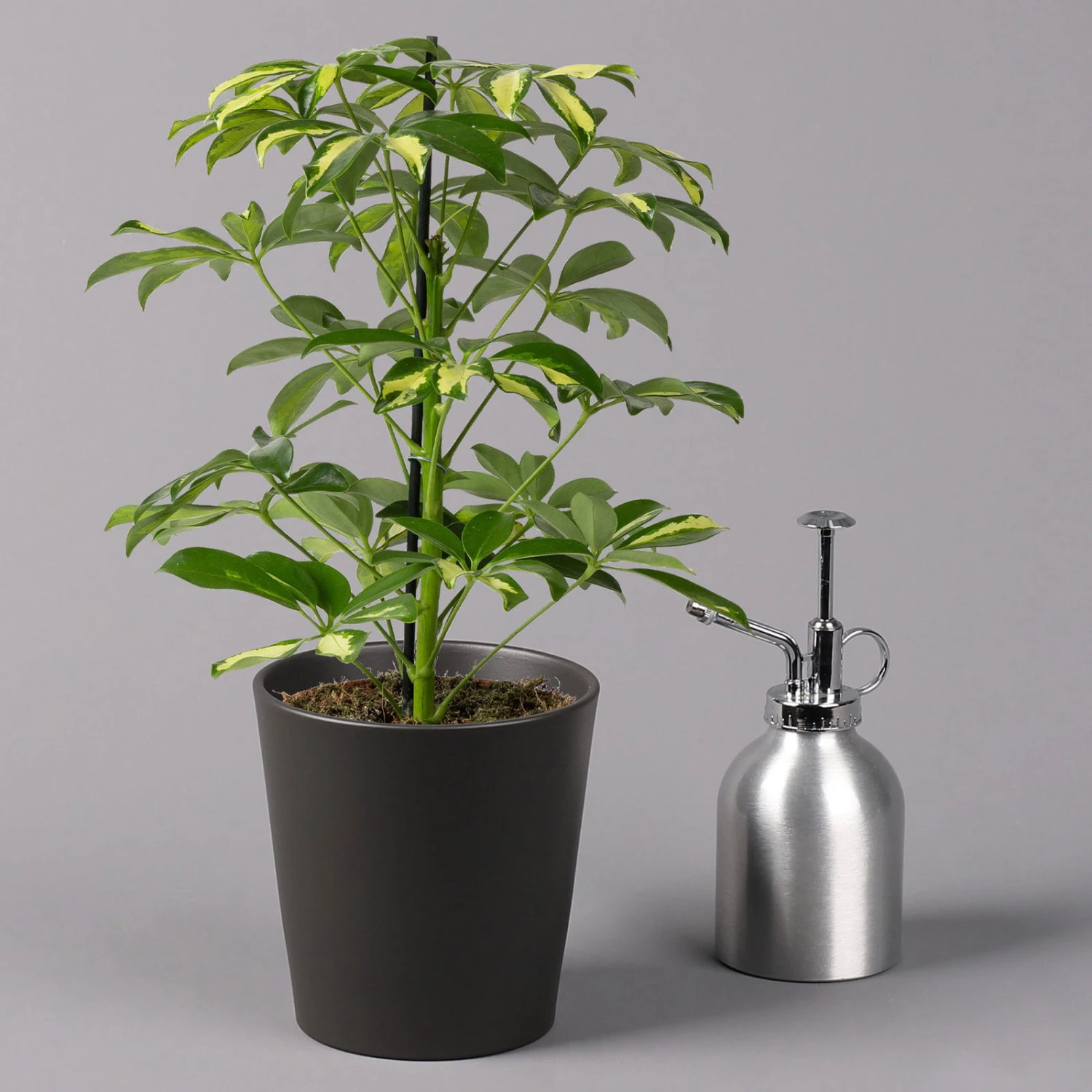 Strahlenaralie 'Gerda' In Keramiktopf Anthrazit, Topf-Ø 13cm, Höhe 55cm, 2er-Set 4 Strahlenaralie 'Gerda' In Keramiktopf Anthrazit, Topf-Ø 13cm, Höhe 55cm, 2er-Set – Bild 4