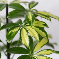 Strahlenaralie 'Gerda' In Keramiktopf Anthrazit, Topf-Ø 13cm, Höhe 55cm, 2er-Set 12 Strahlenaralie 'Gerda' In Keramiktopf Anthrazit, Topf-Ø 13cm, Höhe 55cm, 2er-Set -Compo Verkäufe 0220550545 Schefflera Gerda im Topf Dallas anthr 4