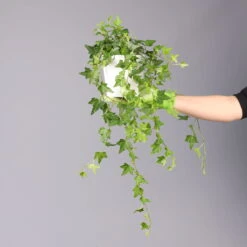 Hedera Helix In Keramiktopf Dallas Weiß, Topf-Ø 12/13 Cm 10 Hedera Helix In Keramiktopf Dallas Weiß, Topf-Ø 12/13 Cm -Compo Verkäufe 0220650241 Hedera gruen Elja in Topf Dallas weiss 4