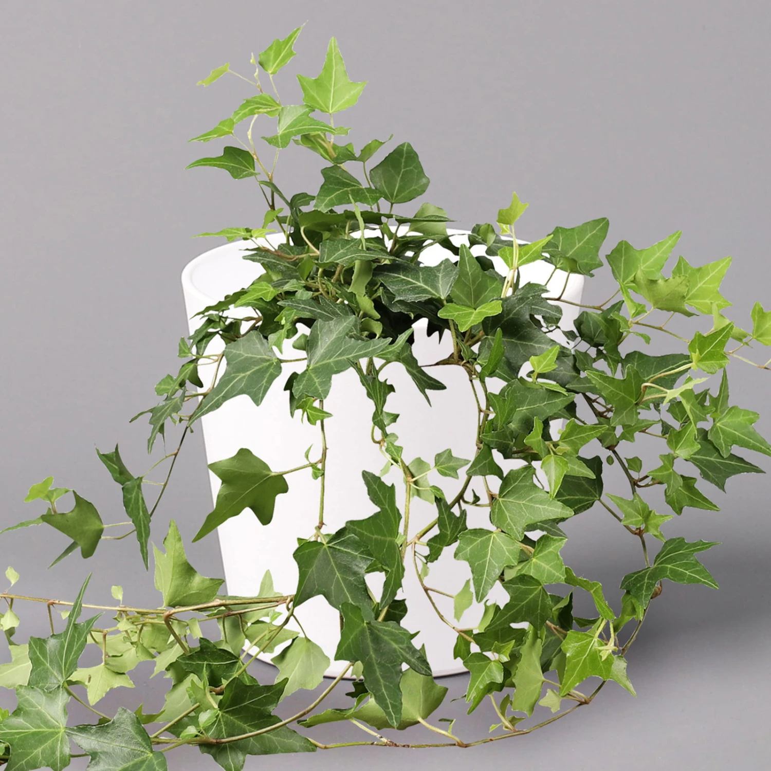Hedera Helix In Keramiktopf Dallas Weiß, Topf-Ø 12/13 Cm 1 Hedera Helix In Keramiktopf Dallas Weiß, Topf-Ø 12/13 Cm