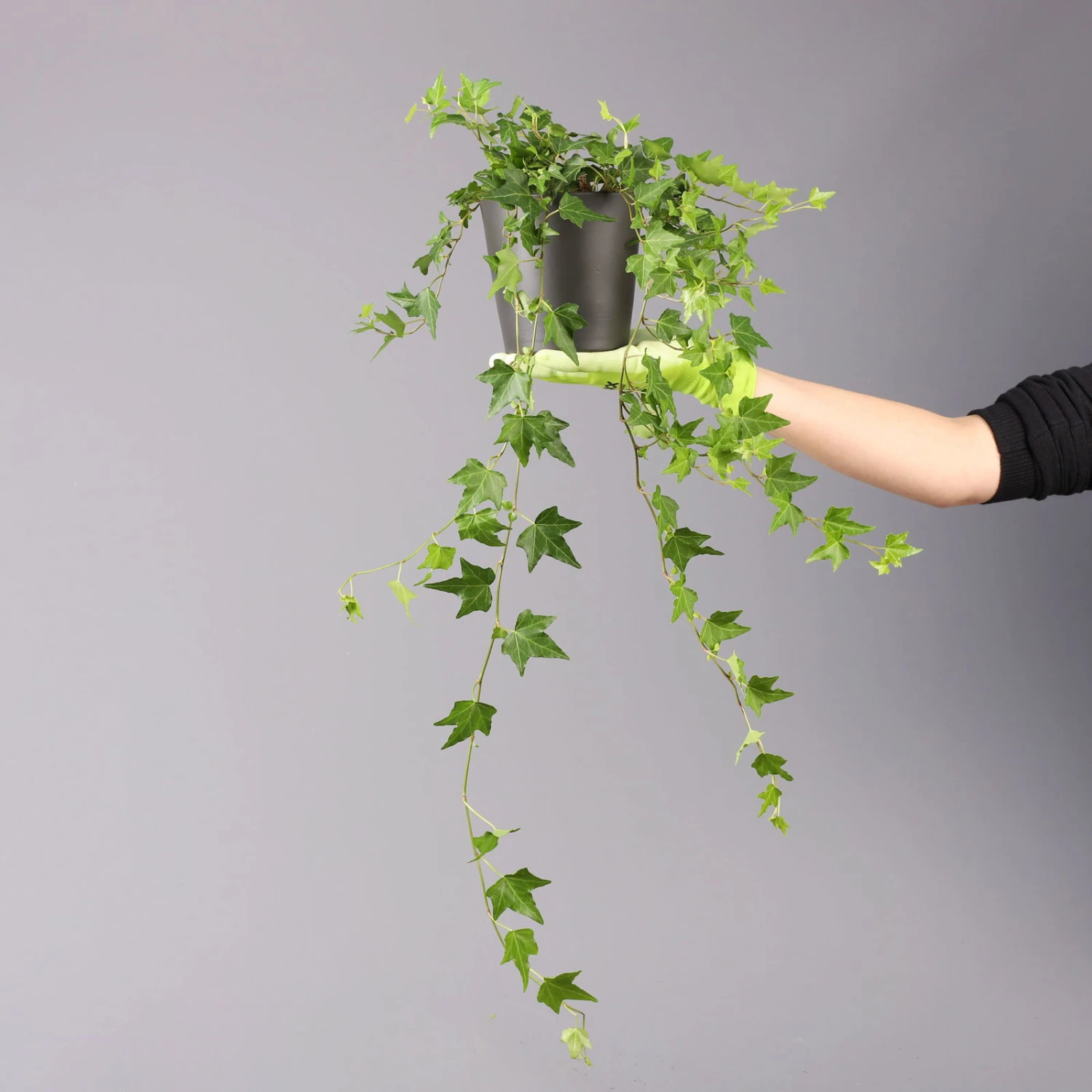 Efeu Inkl. Keramiktopf Dallas Anthrazit, Topf-Ø 12/13 Cm, 2er-Set 5 Efeu Inkl. Keramiktopf Dallas Anthrazit, Topf-Ø 12/13 Cm, 2er-Set – Bild 5