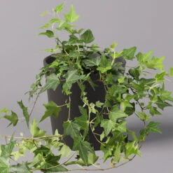 Efeu Inkl. Keramiktopf Dallas Anthrazit, Topf 12/13 Cm Ø