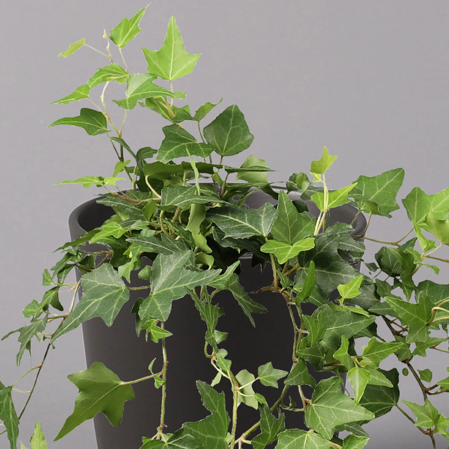 Efeu Inkl. Keramiktopf Dallas Anthrazit, Topf-Ø 12/13 Cm, 2er-Set 3 Efeu Inkl. Keramiktopf Dallas Anthrazit, Topf-Ø 12/13 Cm, 2er-Set – Bild 3