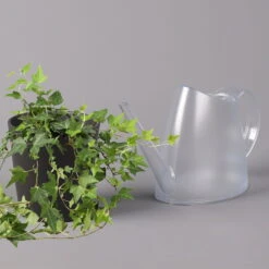 Efeu Inkl. Keramiktopf Dallas Anthrazit, Topf-Ø 12/13 Cm, 2er-Set 11 Efeu Inkl. Keramiktopf Dallas Anthrazit, Topf-Ø 12/13 Cm, 2er-Set -Compo Verkäufe 0220650250 Hedera gruen in Topf Dallas anthrazit 3