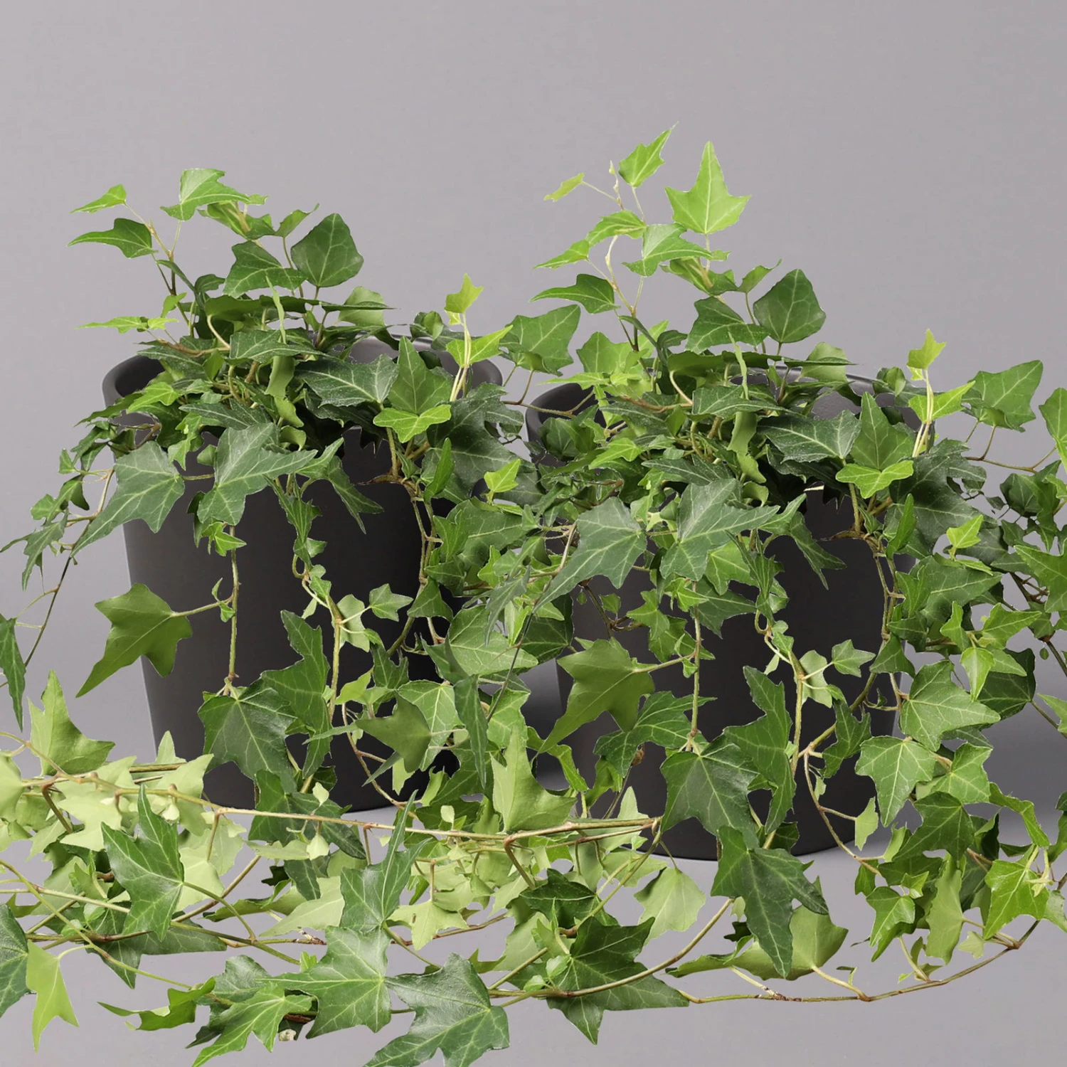 Efeu Inkl. Keramiktopf Dallas Anthrazit, Topf-Ø 12/13 Cm, 2er-Set 1 Efeu Inkl. Keramiktopf Dallas Anthrazit, Topf-Ø 12/13 Cm, 2er-Set
