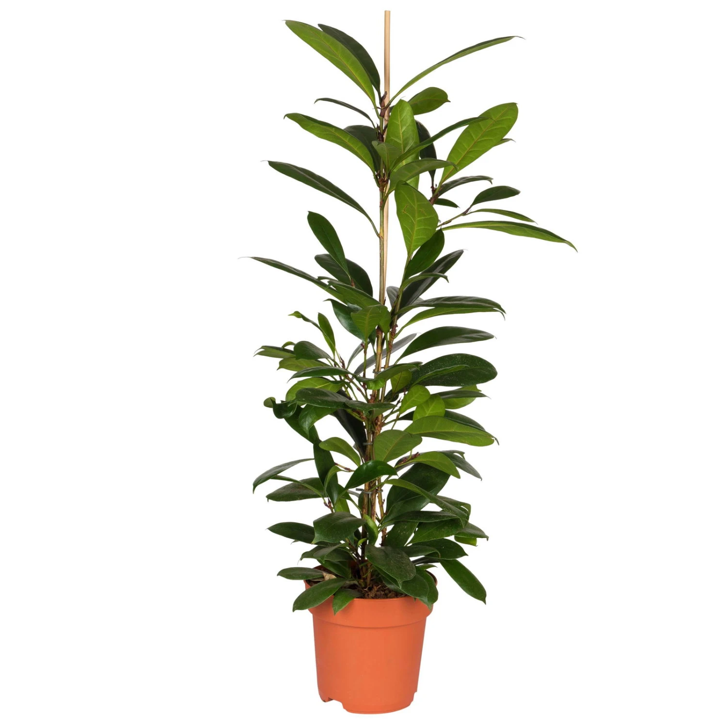 Ficus Cyathistipula, Topf-Ø 21 Cm, Höhe Ca. 110 Cm 1 Ficus Cyathistipula, Topf-Ø 21 Cm, Höhe Ca. 110 Cm