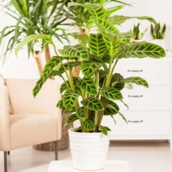 Calathea Zebrina, Topf-Ø 14 Cm, Höhe Ca. 35-45 Cm -Compo Verkäufe 0220800169 Calathea zebrina1