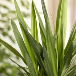 Palmlilie, Topf-Ø 27 Cm, Höhe Ca. 160 Cm 7 Palmlilie, Topf-Ø 27 Cm, Höhe Ca. 160 Cm -Compo Verkäufe 0220850134 Yucca auf Stamm verzweigt1 1